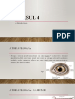 Course IV-Third Eyelid - ROM