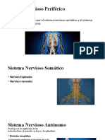 Sistema Nervioso Periférico: Somático y Autónomo