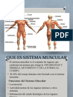 Sistema Muscular 5