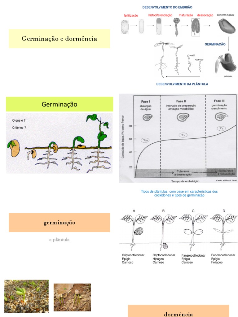 Desenvolvimento do embrião, germinação e dormência de sementes | PDF ...