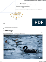Apocalipsis Mariano - Cisne Negro