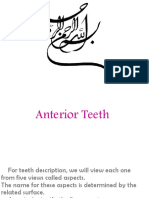 (Year 1) Morphology Practical - Anterior Teeth