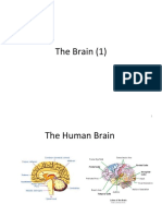 2 The Brain