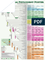 Flowering Plant Systematics: Angiosperm Phylogeny Poster