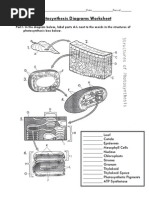 Cellular Respiration Webquest Dbbbb | Cellular Respiration ...