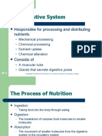 The Digestive System: Responsible For Processing and Distributing Nutrients