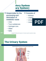 The Excretory System (The Urinary System) : Responsible For The Processing and Elimination of Metabolic Waste Consists of