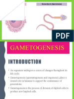 Gamatogenesis