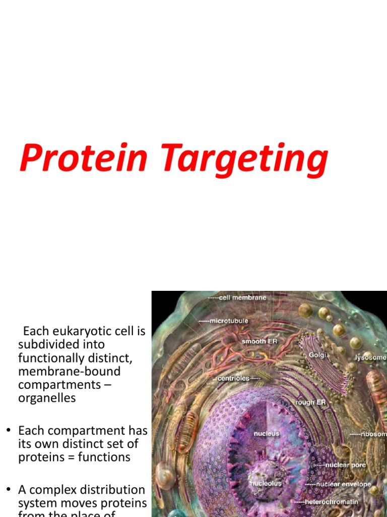 Understanding Protein Targeting Mechanisms | PDF | Protein Targeting ...