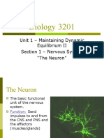 Biology 3201: Unit 1 - Maintaining Dynamic Equilibrium II Section 1 - Nervous System "The Neuron"