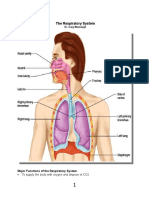 24 - Respiratory System