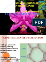 6 Tejido Fundamental o Parénquimas