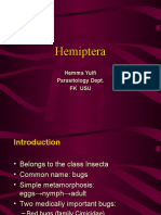 Hemiptera Bugs