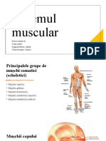 Sistemul Muscular - Crupa, Grigoraș, Vlad