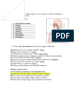 Ficha 1 .Morfologia Do Sistema Respiratório