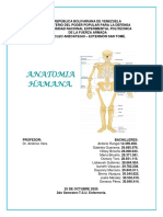 Trabajo de Anatomia N-2