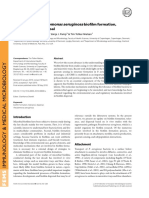 An Update Onpseudomonas Aeruginosa Bio LM Formation