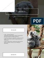 Koala