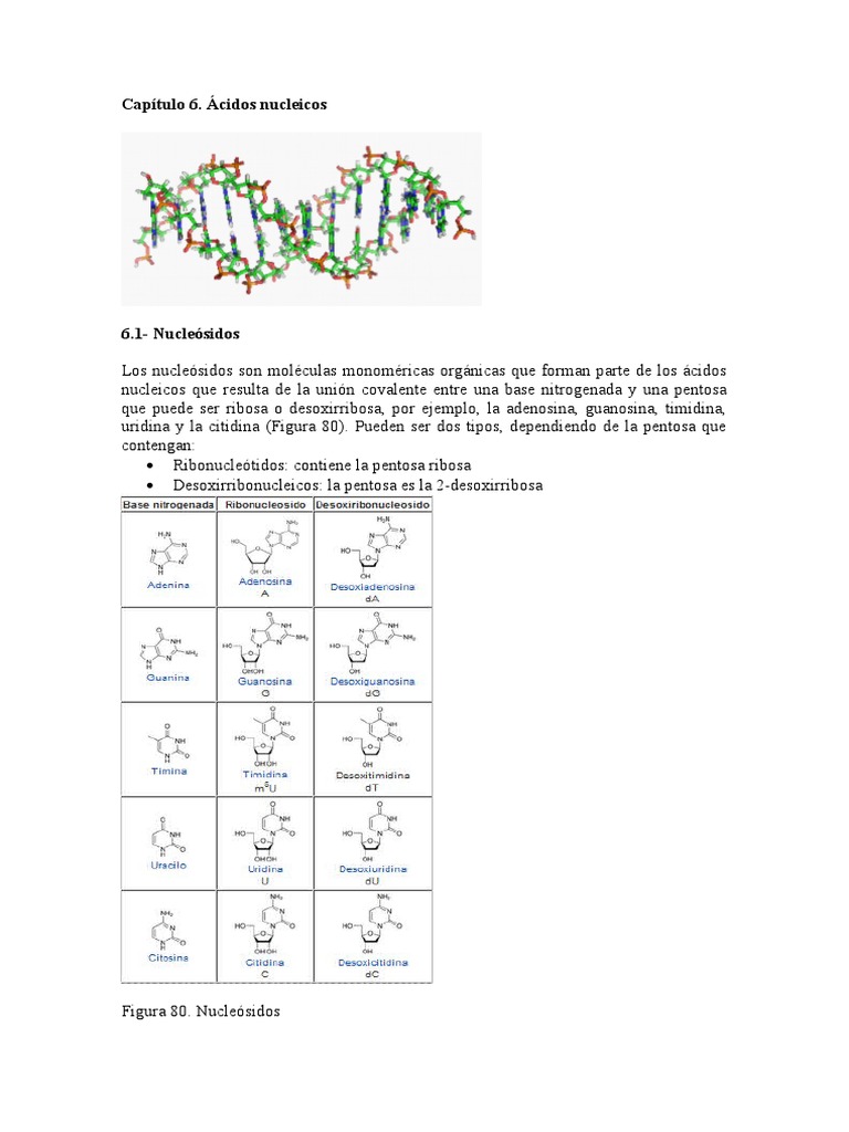 Capítulo 6 Ácidos Nucleicos | PDF | Adn | Rna