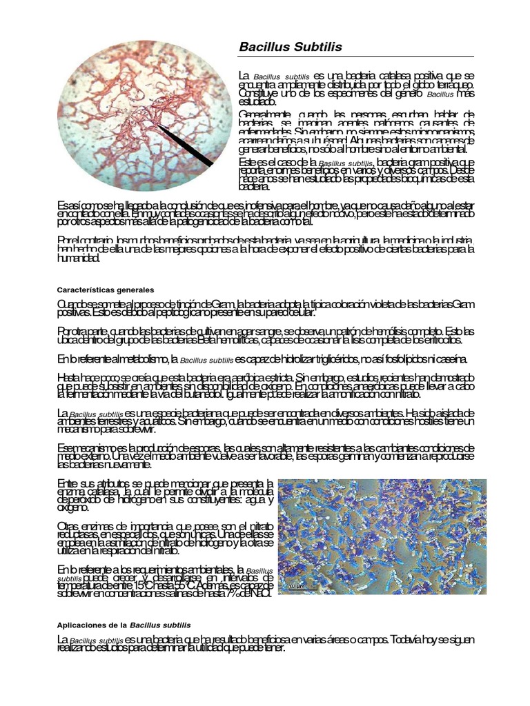 Características y Aplicaciones de Bacillus subtilis | PDF | Bacilo