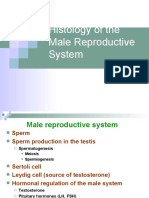 Histology of The Male Reproductive System