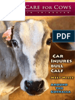 Care Cows: Car Injures Bull Calf