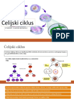 Ćelijski Ciklus