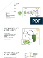 ACCION DEL ATP Y DEL NADPH