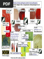Strep Alpha, Beta, Entero Flow Chart | PDF