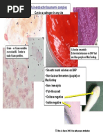 Strep Alpha, Beta, Entero Flow Chart | PDF