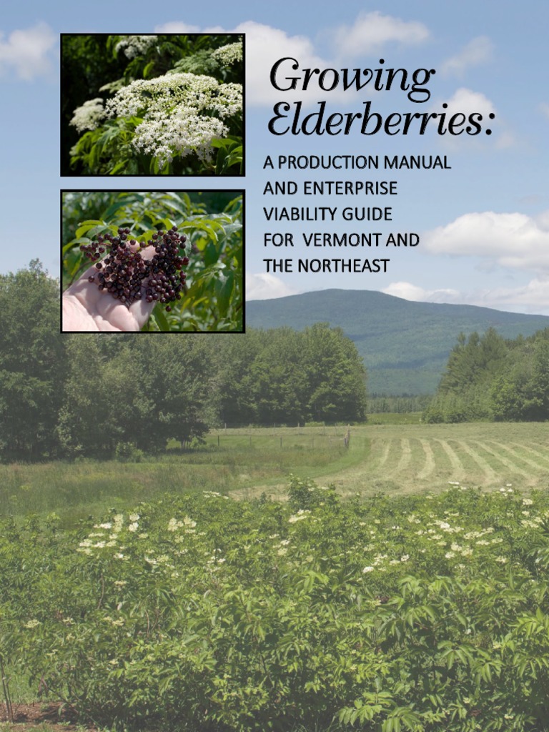 Growing Elderberries A Production Manual and Enterprise Viability