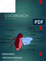 Cockroach: Periplanata Americana