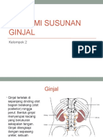 Anatomi Ginjal Real