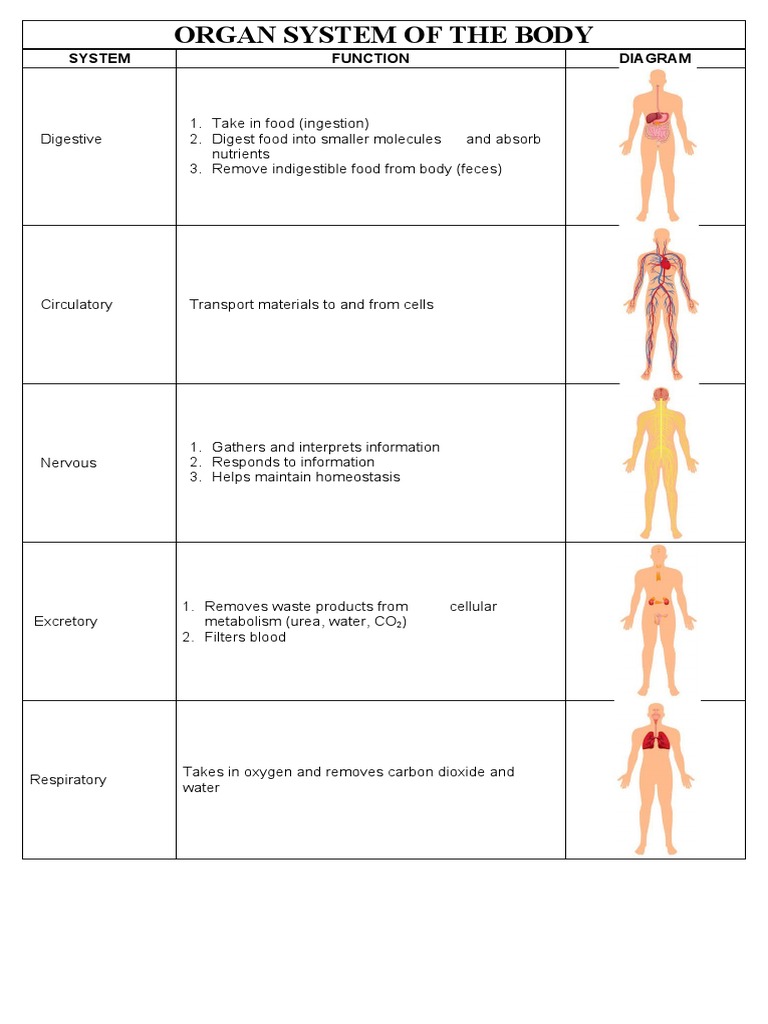Body Systems Interactions Chart PDF Human Body Organ (Anatomy)