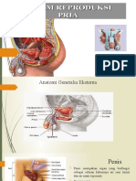Anatomi Genetalia Eksterna Pada Laki-Laki