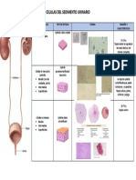 Celulas de Sedimento Urinario
