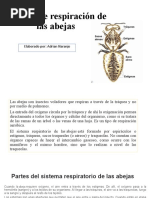 Sistema de Respiración de Las Abejas
