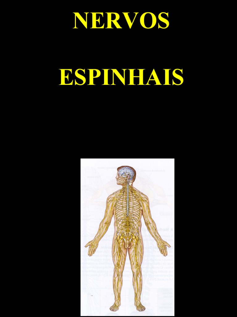 Estrutura, Tipos e Funções dos Nervos Espinhais e Cranianos PDF Nervo Músculo