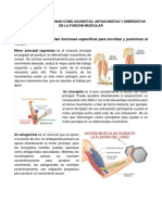 Sistema Muscular