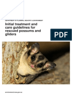 Initial Treatment and Care Guidelines For Rescued Possums and Gliders