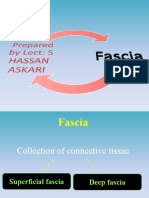 Fascia