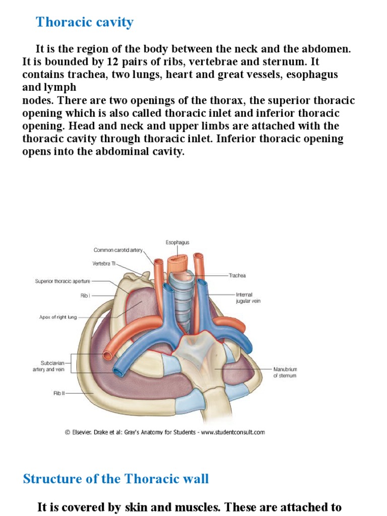 Anatomy of the Thoracic Inlet | PDF | Thorax | Thorax (Human Anatomy)