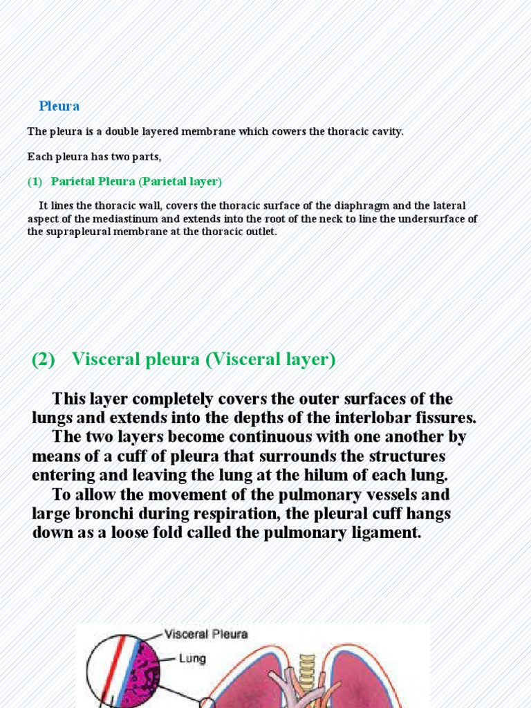 Unveiling The Mystery What Is The Parietal Pleura - 262u11r
