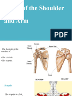 Bones of The Shoulder Girdle and Arm