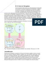 Ciclo Do Nitrogenio