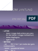 Anatomi Jantung