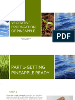 Vegitative Propagation of Pineapple