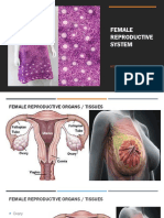 Female Reproductive System Histology Lecture