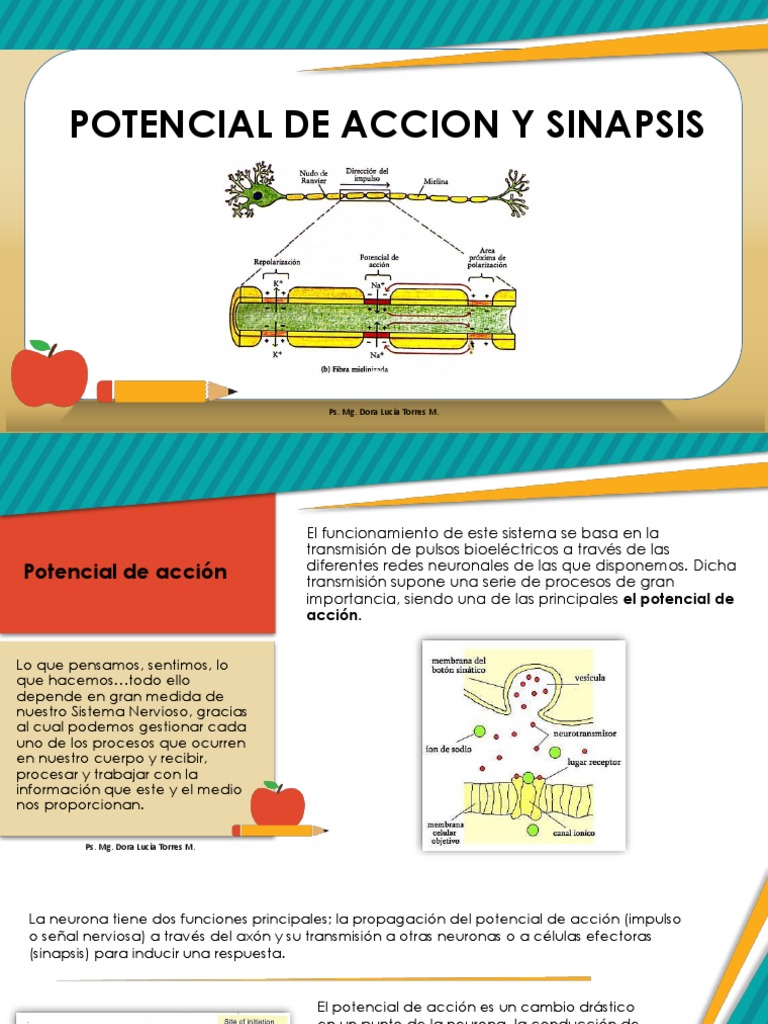 Potencial de Accion y Sinapsis | PDF | Potencial de acción | Neurona