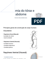 Anatomia do tórax e abdome